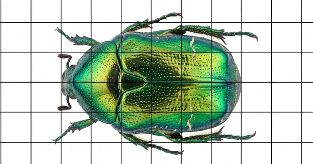 Insect macro photography grid